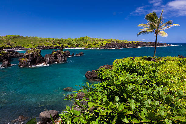 idílica bay con palmeras y el mar azul, maui, hawai - traffel fotografías e imágenes de stock