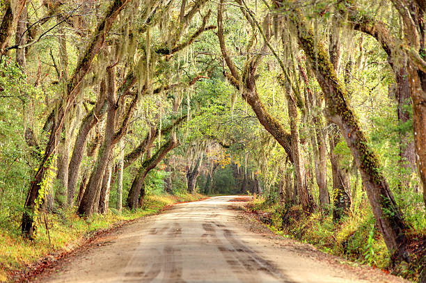 Giant oak trees draped with spanish moss Giant oak trees draped with spanish moss line a scenic road in the South Carolina lowcountry on Edisto Island near Charleston. Charleston is the oldest and second-largest city in the State of South Carolina. Charleston is known for its rich history, antebellum architecture, and distinguished restaurants edisto island south carolina stock pictures, royalty-free photos & images