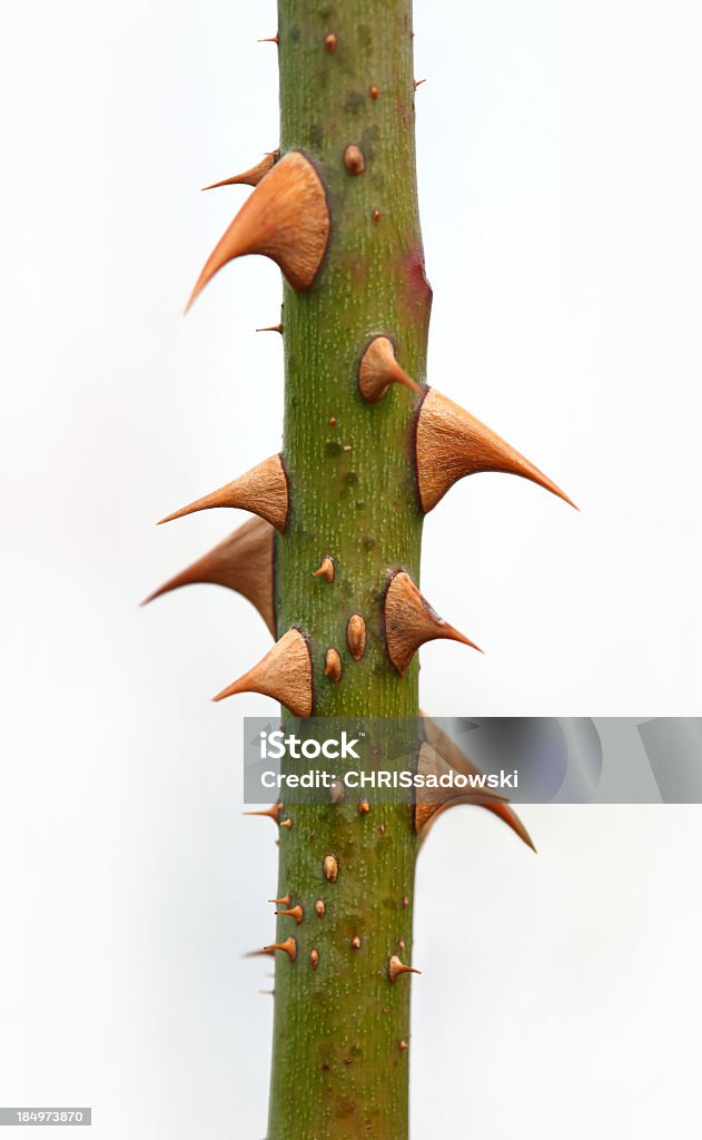 Thorns - Foto de stock de Espina - Parte de una planta libre de derechos