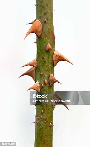 Thorns Foto de stock y más banco de imágenes de Espina - Parte de una planta - Espina - Parte de una planta, Espino, Rosa - Flor