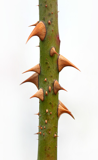 Detail of Thorns. Selective Focus, Macro.