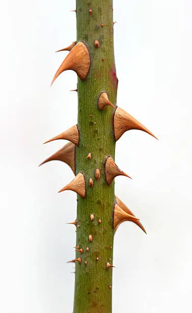 Photo of Close-up of a rose branch with thorns isolated on white