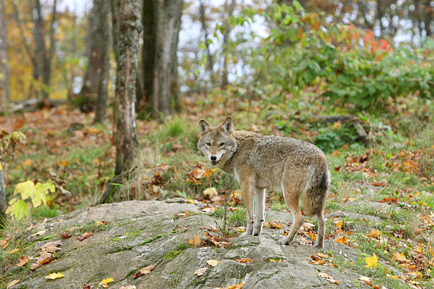 Young Coyote in Autumn stock photo