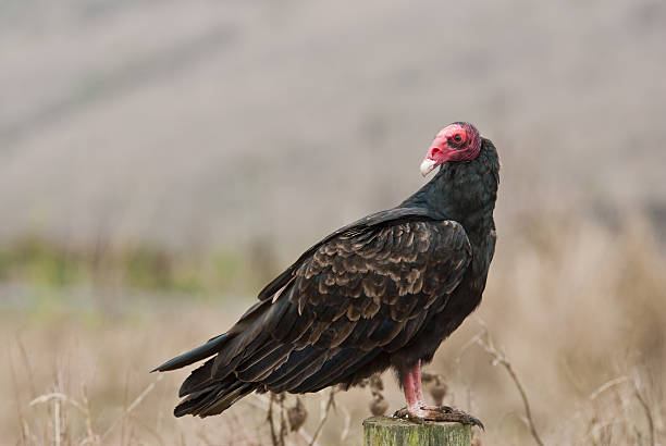 istock Turkey Vulture Standing on a Fence Post 184974121