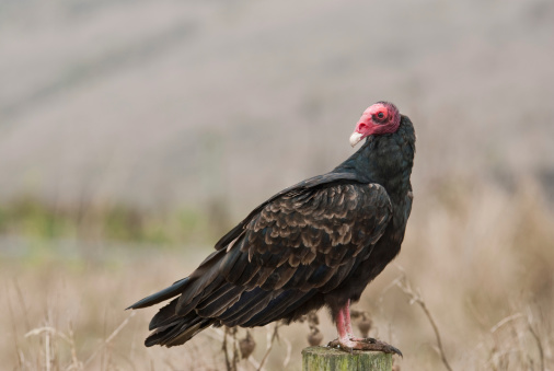 The Turkey Vulture (Cathartes aura), also known as the buzzard, is the most widespread of the North and South American vultures. Its common name comes from a bald red head and dark plumage which resembles that of a male wild turkey. The range of the turkey vulture is from southern Canada to the tip of South America. It inhabits a variety of habitats including forests, shrublands, pastures and deserts. The turkey vulture is a scavenger with a keen sense of smell and eyesight which enables it to find dead and decaying animals (carrion), its main source of food. In flight, they rely on thermals and need to flap their wings infrequently. The turkey vulture roosts in large communal groups and nests in hollow trees, caves and thickets. They usually raise two chicks a year which they feed through regurgitation. This turkey vulture was photographed at Chimney Rock Junction in Point Reyes National Seashore, California, USA.