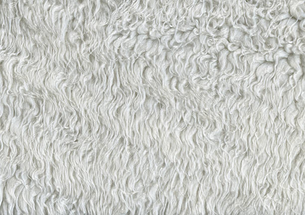 blanc tapis moelleux - shag rug photos et images de collection