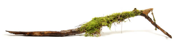 stick moss twig stick wood branch stock pictures, royalty-free photos & images