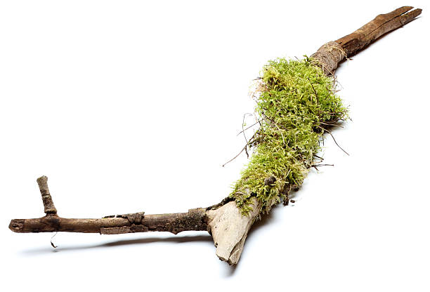 stick moss driftwood photos stock pictures, royalty-free photos & images