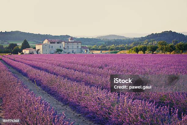 Un Campo De Lavanda En Hileras De Plantas Foto de stock y más banco de imágenes de Lavanda - Planta - Lavanda - Planta, Campo - Tierra cultivada, Francia