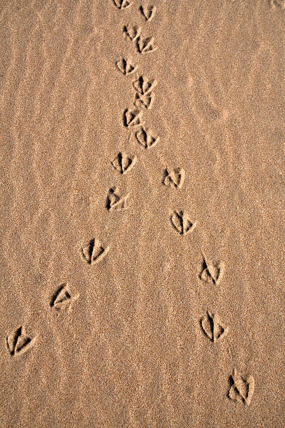 pegada - bird footprint imagens e fotografias de stock