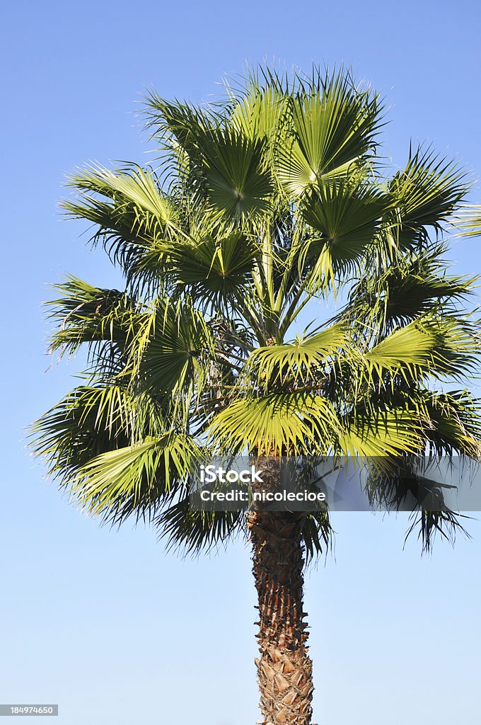 Palm Tree - Foto de stock de Azul libre de derechos