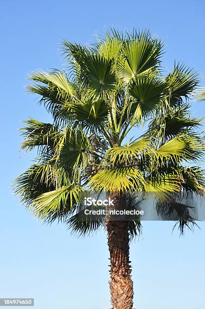 Palm Tree Foto de stock y más banco de imágenes de Azul - Azul, Cielo, Cielo despejado