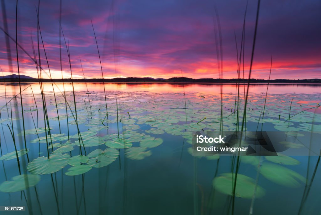 Tranquilo atardecer en el lago bannwaldsee, Baviera, Alemania, water lily - Foto de stock de Nenúfar libre de derechos