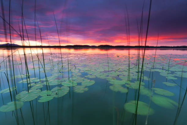 tranquil sunset at lake bannwaldsee in bavaria - germany