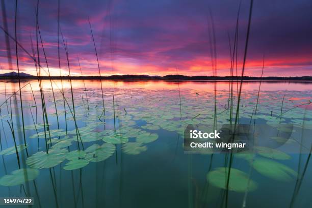 Foto de Pôr Do Sol Em Um Lago Tranquilo Bannwaldsee Bavária Alemanha Lírio Dágua e mais fotos de stock de Nenúfar