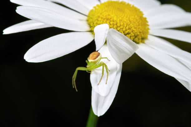 istock Green crab spider (Diaea dorsata) on a marguerite, with self-made hiding place 1849750335