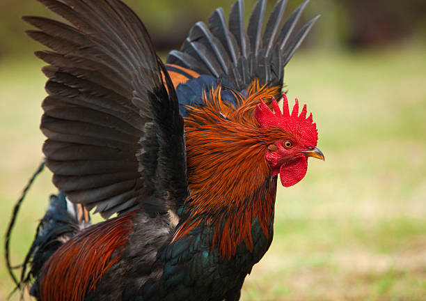 Rooster chicken famous on island of Kauai. Rooster chicken on the island of Kauai. Wild chickens are common on the island. Sharp depiction of a roosters red comb and wattle. rooster open wings stock pictures, royalty-free photos & images