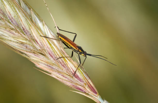 conde, bahia / brazil - october 6, 2013: corn plantation infested with insect bug (Leptoglossus zonatus). Agricultural pest, especially in cereal plantations.