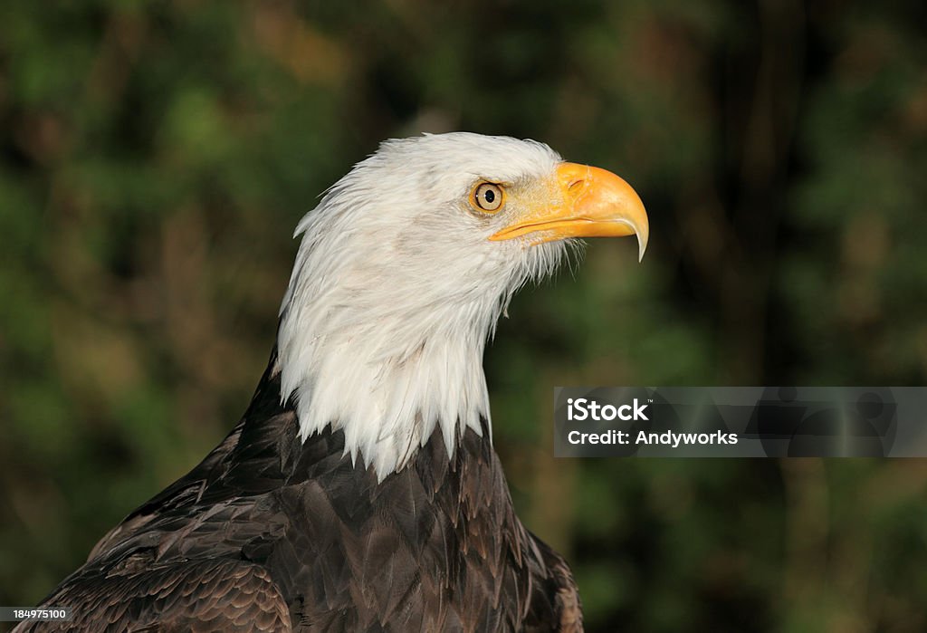 Bald Eagle (Haliaeetus leucocephalus) - Lizenzfrei Adler Stock-Foto