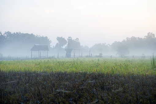 Scenery of an old abandoned wooden frame shack on a dirt road with an old wooden bridge stretching over water-filled and weed-covered rice fields amidst the early morning mist in winter in the Thai countryside.