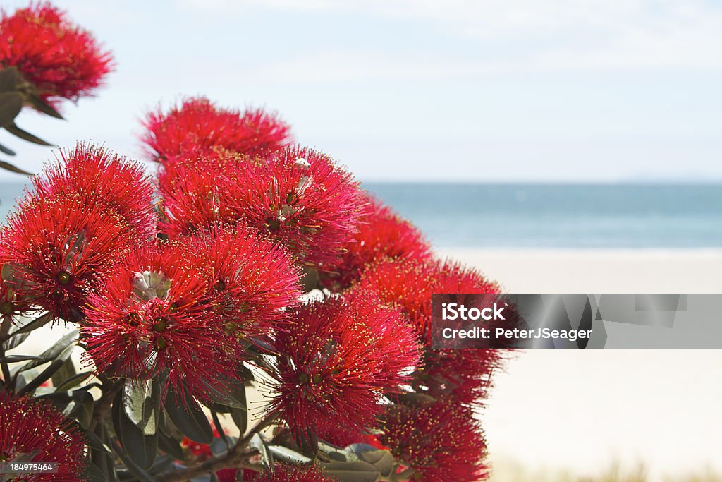 Pohutukawa flowers over beach "Pohutukawa flowers in full bloom overlooking the main beach at Mount Maunganui, Bay of Plenty, New Zealand." Pohutukawa Tree Stock Photo