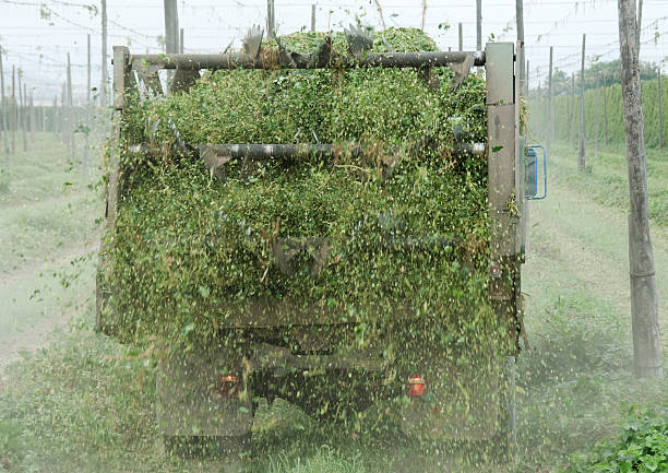 camião propagação hop folhas e caules no campo - usa hop wire stem imagens e fotografias de stock