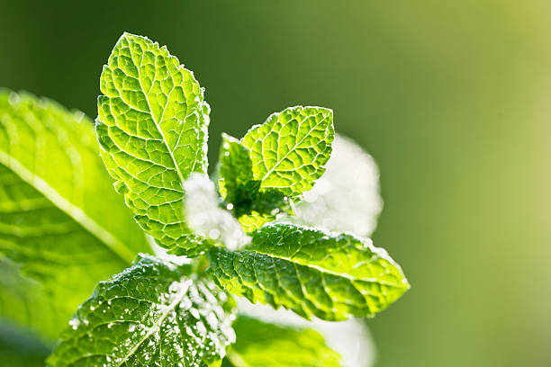 istock mint leaves close-up water drop 184975540
