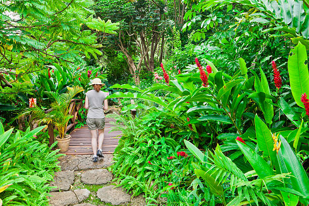 andrómeda jardines botánicos, barbados - barbados fotografías e imágenes de stock