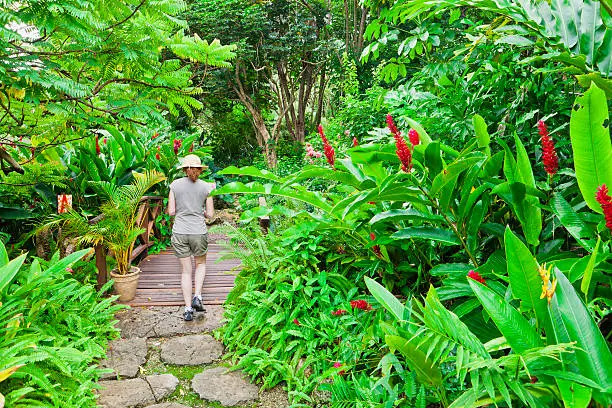 The Andromeda Gardens are the only botanic gardens on Barbados and boast over 600 plant species from around the world. Two self guided paths escort you through the flora and fauna of this tropical green paradise. Bathsheba, St. Joseph, Barbados. Canon EOS 5D Mark II