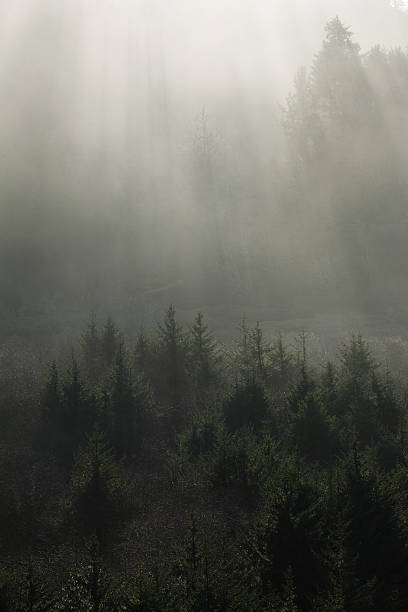 sunbeams en el bosque - day washington state vertical outdoors fotografías e imágenes de stock
