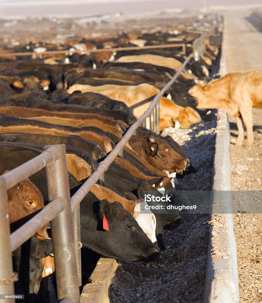 Cattle Feedlot Cattle awaiting slaughter in feedlot in West Texas. Cattle Stock Photo