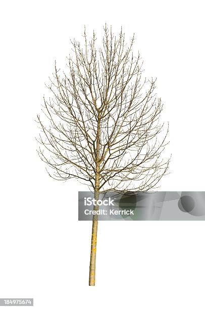 Baum Im Winter Isoliert Auf Weiss Stockfoto und mehr Bilder von Ast - Pflanzenbestandteil - Ast - Pflanzenbestandteil, Baum, Baumrinde