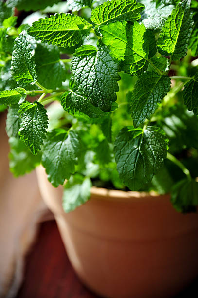 melisse - lemon balm stock-fotos und bilder