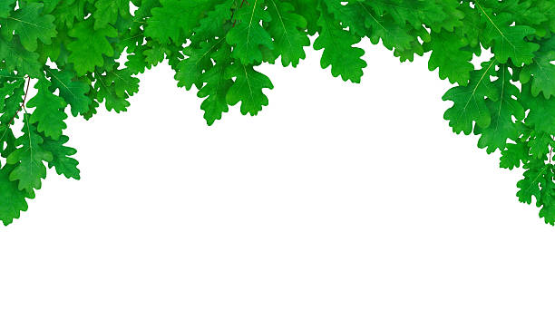 신선한 오크 프페임 - spring oak tree leaf oak leaf 뉴스 사진 이미지