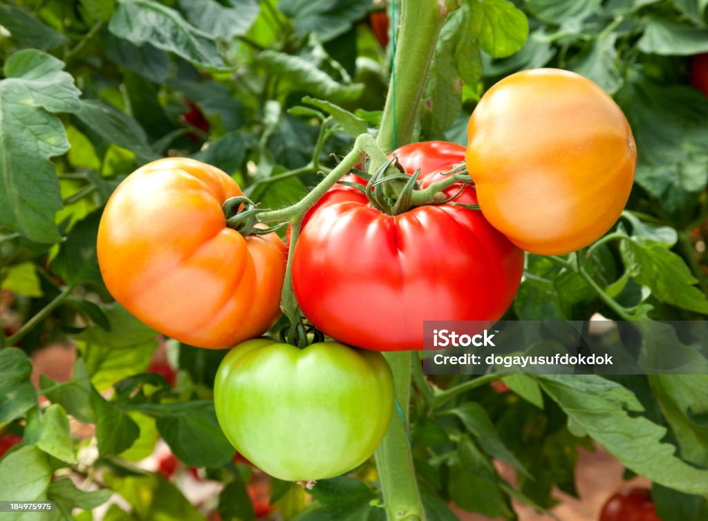 토마토 - 로열티 프리 토마토-식물 스톡 사진