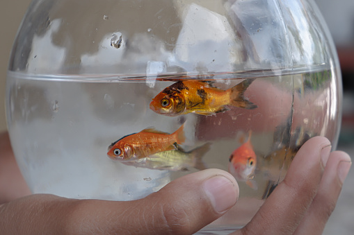 Hand holding a round aquarium filled with small fish