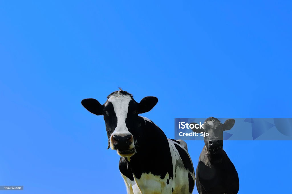 Ciekawy krów - Zbiór zdjęć royalty-free (Bydło)