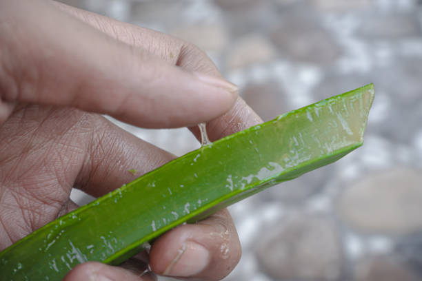 istock Hand touching mucus from aloe vera 1849763915