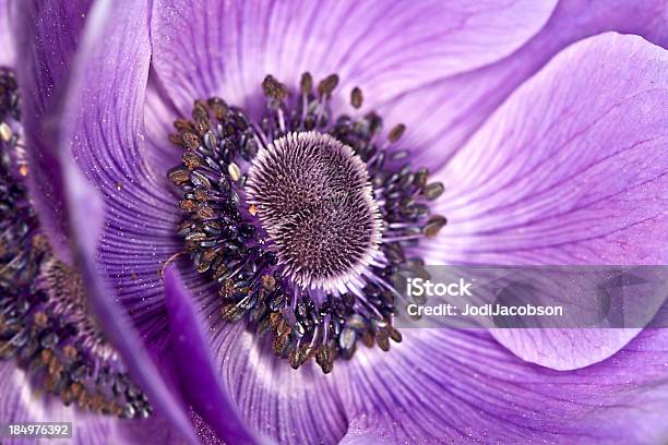 Purpleanenome Flower Stock Photo - Download Image Now - Anemone Flower, Beauty In Nature, Blossom