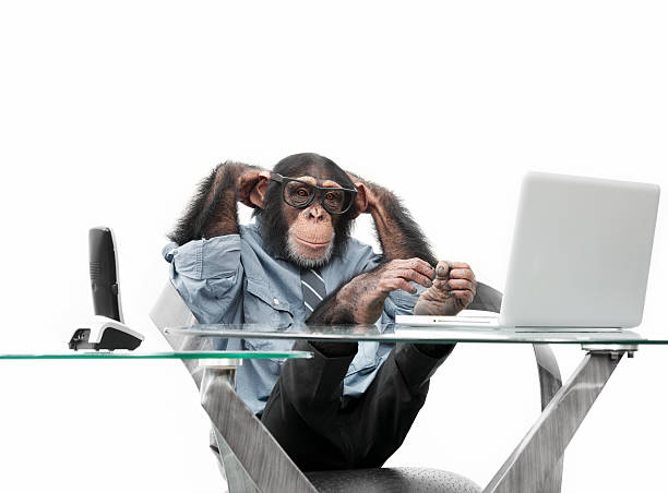 hombre de negocios en ropa chimpancé - business men humor macho fotografías e imágenes de stock