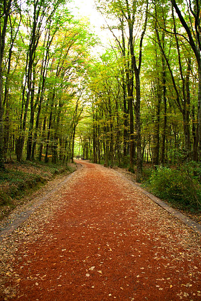 Country road, green trees and sun.