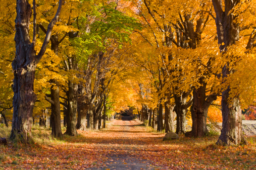 A view down a tree alley with brilliant fall foliage.  The fall image as part of a seasonal collection of images of the same tree alley.