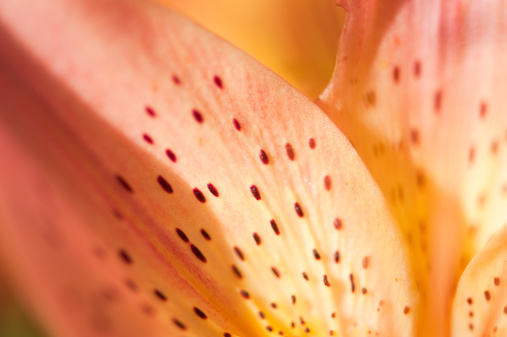 Macro capture with selective focus on the dots on the petals of a blooming pink lily.