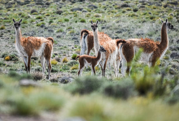 istock Patagonia Argentina 1849768337