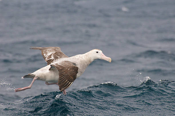 Wandering Albatross Wandering albatross, largest bird in the sea in the offshore waters from Tasmania, Australia wandering albatross photos stock pictures, royalty-free photos & images