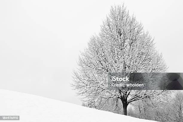 Schneebedeckte Maple Stockfoto und mehr Bilder von Ahorn - Ahorn, Baum, Fichte