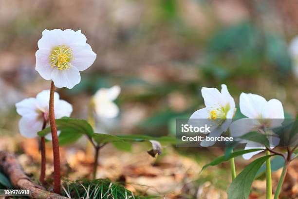 Nieswurz Blumen Stockfoto und mehr Bilder von Nieswurz - Nieswurz, Lenzrose, Nahaufnahme