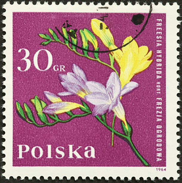 istock Freesia hybrida wildflower on a Polish postage stamp 184976980