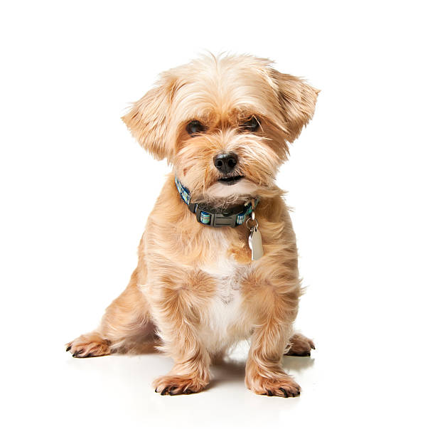 Shorkie Shih tzu and Yorkshire Terrier mix.  Please see my portfolio for more dog and animal related images. shih tzu stock pictures, royalty-free photos & images