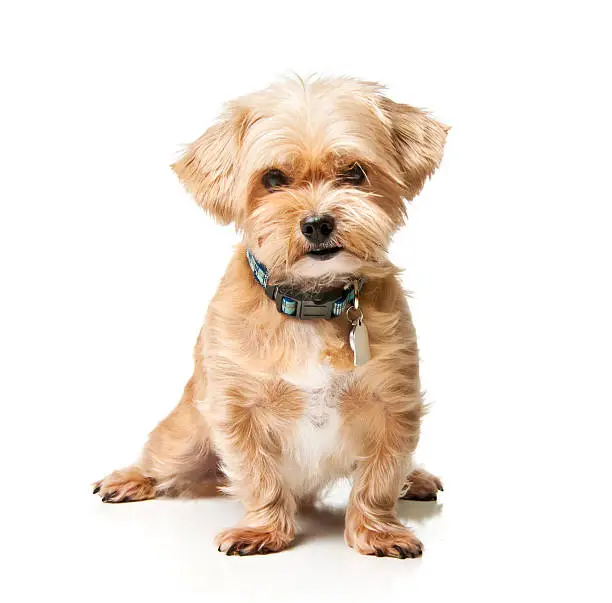 Shih tzu and Yorkshire Terrier mix.  Please see my portfolio for more dog and animal related images.